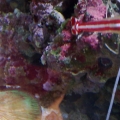 Fungai and Cleaner Shrimp