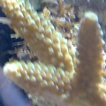 Green Acro