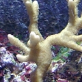 Montipora Digitata