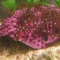 green star polyp