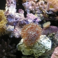 Right side of my 5 month old reef tank
