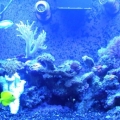 New Frogspawn &amp; Finger leather