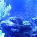 New Frogspawn &amp; Finger leather