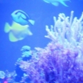 New Frogspawn &amp; Finger leather