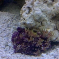 Star_polyps