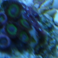 MRA zoas?