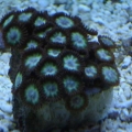 Kiwi Zoas