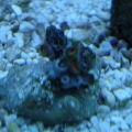 Watermelon Zoas