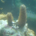 Blue Tip Staghorn