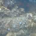 petco zoa rock