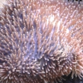Leather Toadstool