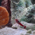 Fire Cleaner Shrimp