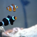 Two clowns
