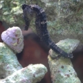 Black seahorse