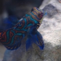 Mandarin Dragonet