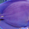 Atlantic Blue