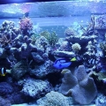 90 gallon reef