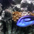 Hippo Tang-Urchin
