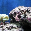 New Coral