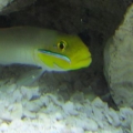 Sleeper Goby