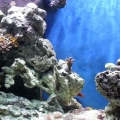 90 Gallon Bow Front