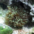 Torch Coral