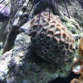 Urchin