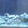 my 125 gal tank