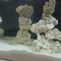 New Tank Aquascape