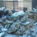 125 gal tank