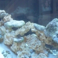 125 gal tank