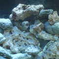 125 gal tank