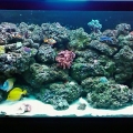 MaxxTK's 55 gal reef tank