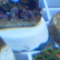 Zoa's