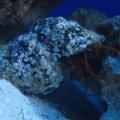 Hermit crab