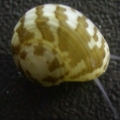 Collonista_snail