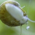 Collonista_snail