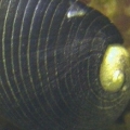 Nerite_snail