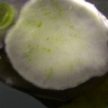 Nerite_snail