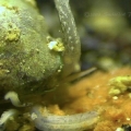 Nassarius-feeding