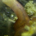 vermetid-snail