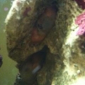 anemone split