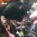anemone split
