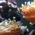 anemone split