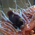 anemone split