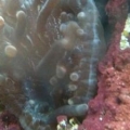 anemone split