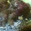 blenny