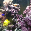 strega168 first sw aquarium