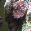 anemone