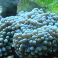 Blue Ricordea Floridae in my 46 gallon bow front
